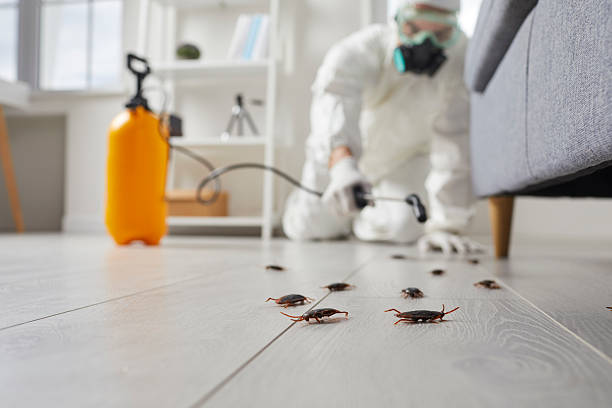 Trusted Termite Control service in South Holland, IL - Nex Pest Control